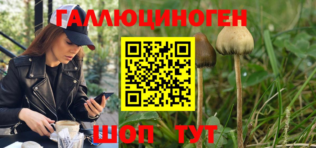 Королёв  Псилоцибиновые грибы Psilocybine cubensis  хочу   Вход с VPN 